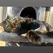 Mog is registered to the contest to win money with this photo: cat, tabby_cat, green_eyes, plush_toy, mouse_toy, cat_tree, indoor, pet, feline, whiskers, paw, fur, relaxed, playful, close_up, animal, cute, resting, domestic_cat, soft