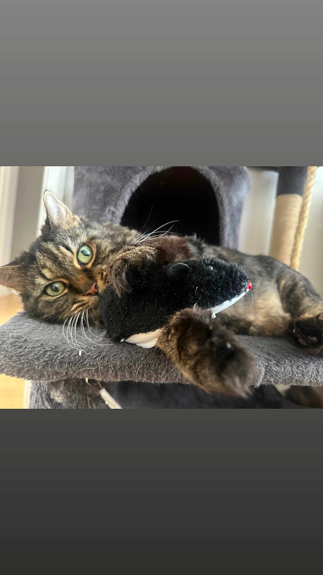 Mog