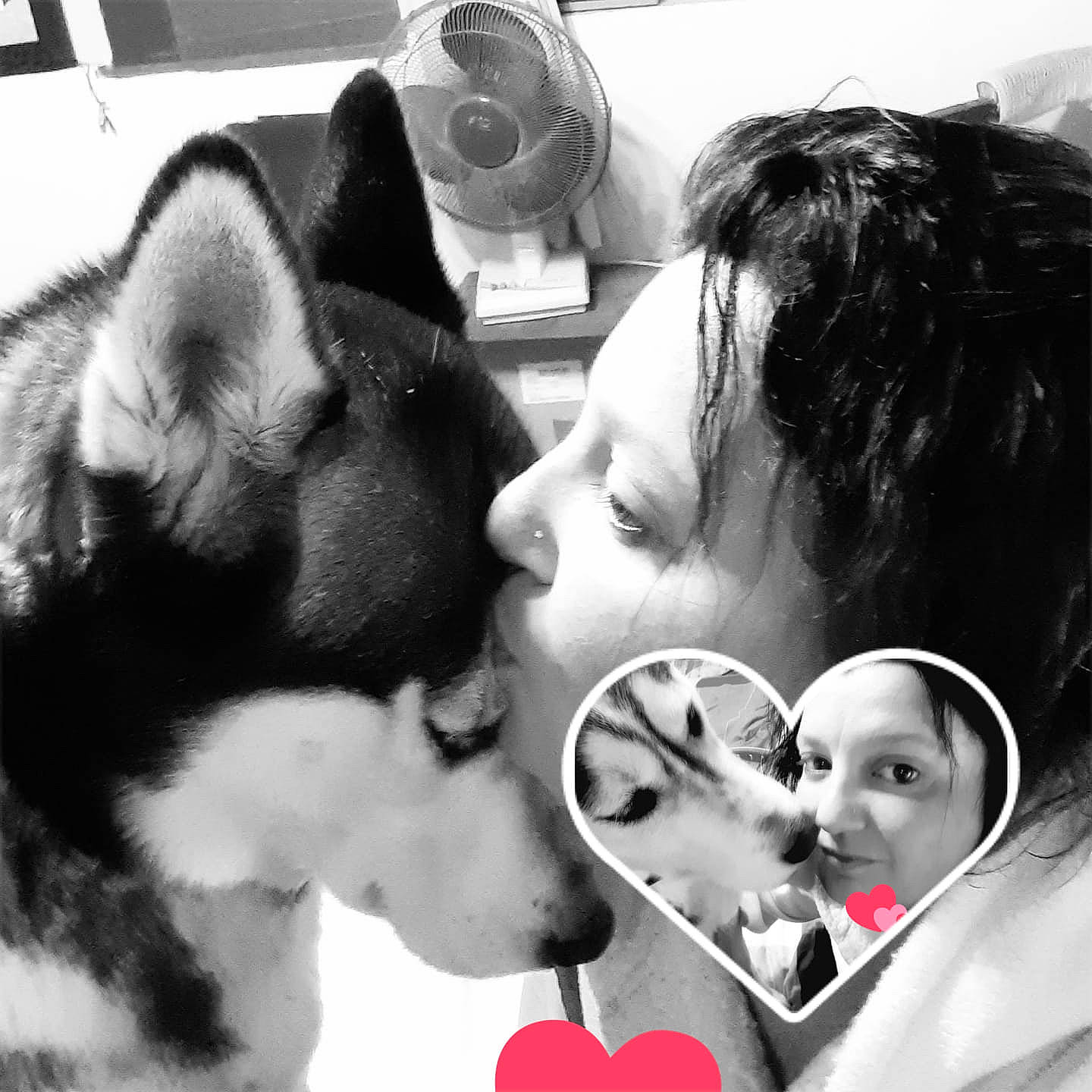 Lexy participe au concours pour gagner de l'argent avec cette photo : alaskan_malamute, black_and_white, canidae, carnivore, child, companion_dog, dog, ear, friendship, interaction, love, nose, photography, puppy_love, siberian_husky, snout