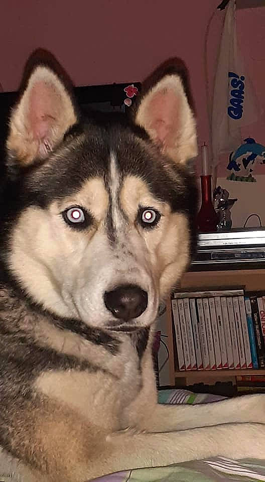 Lexy participe au concours pour gagner de l'argent avec cette photo : alaskan_malamute, canadian_eskimo_dog, canidae, carnivore, dog, dog_breed, greenland_dog, jamthund, mammal, miniature_siberian_husky, native_american_indian_dog, northern_inuit_dog, saarloos_wolfdog, sakhalin_husky, seppala_siberian_sleddog, siberian_husky, sled_dog, tamaskan_dog, vertebrate, wolfdog