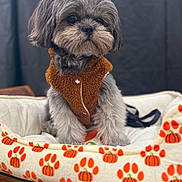 Bear joined the competition — help win amazing prizes! dog, pet, puppy, small_dog, fur, cute, cozy, bed, dog_bed, autumn, pumpkin_pattern, paw_print_pattern, sweater, brown_coat, gray_fur, whiskers, portrait, indoor, blanket, leash