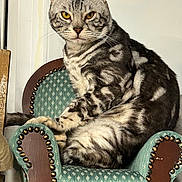 Merlín is registered to the contest to win money with this photo: cat, tabby, yellow_eyes, feline, pet, indoor, armchair, furniture, seated, striped_fur, looking_at_camera, whiskers, ears, tail, domestic_animal, close_up, household, resting, cute, animal