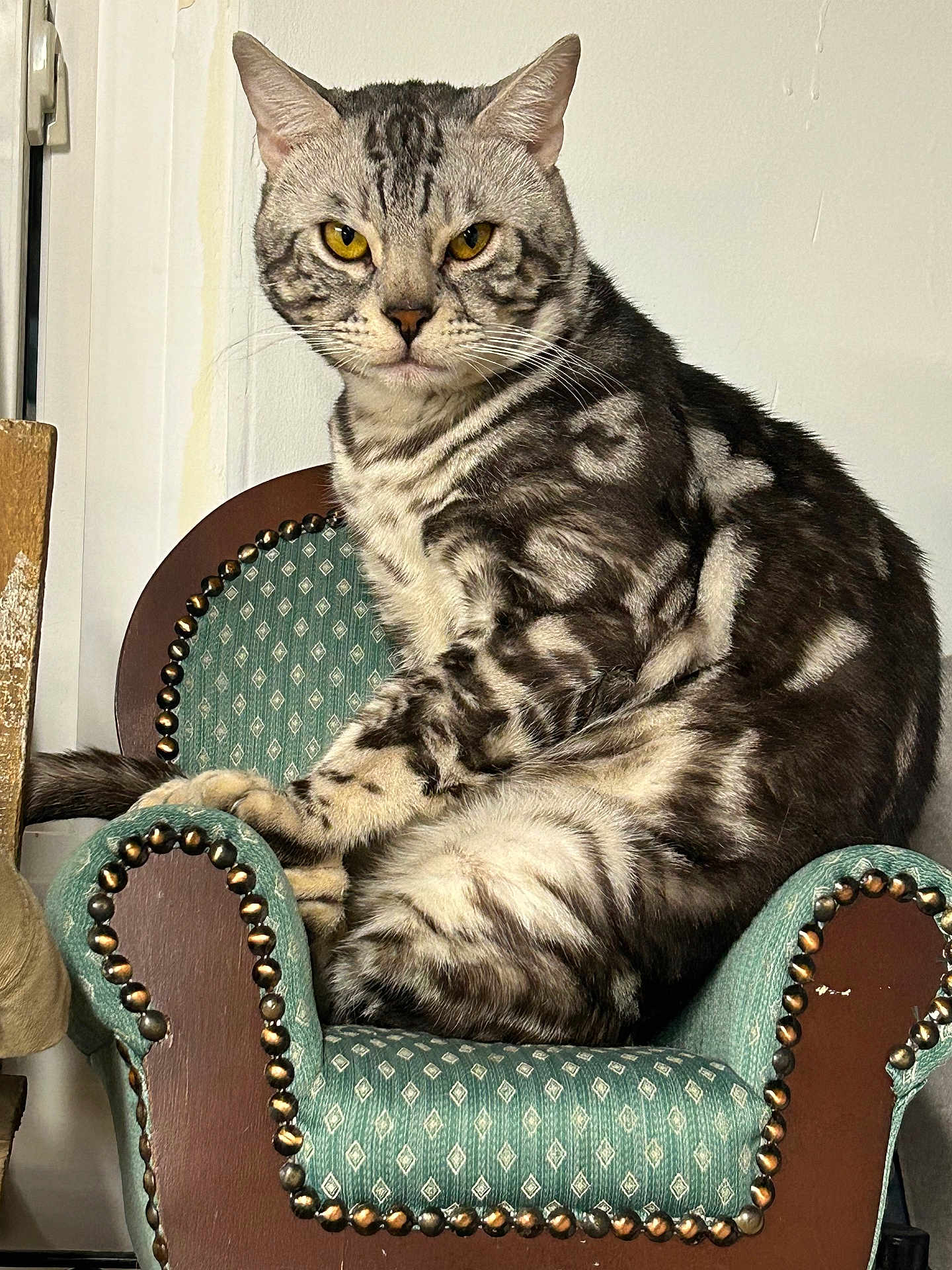 Merlín is registered to the contest to win money with this photo: cat, tabby, yellow_eyes, feline, pet, indoor, armchair, furniture, seated, striped_fur, looking_at_camera, whiskers, ears, tail, domestic_animal, close_up, household, resting, cute, animal