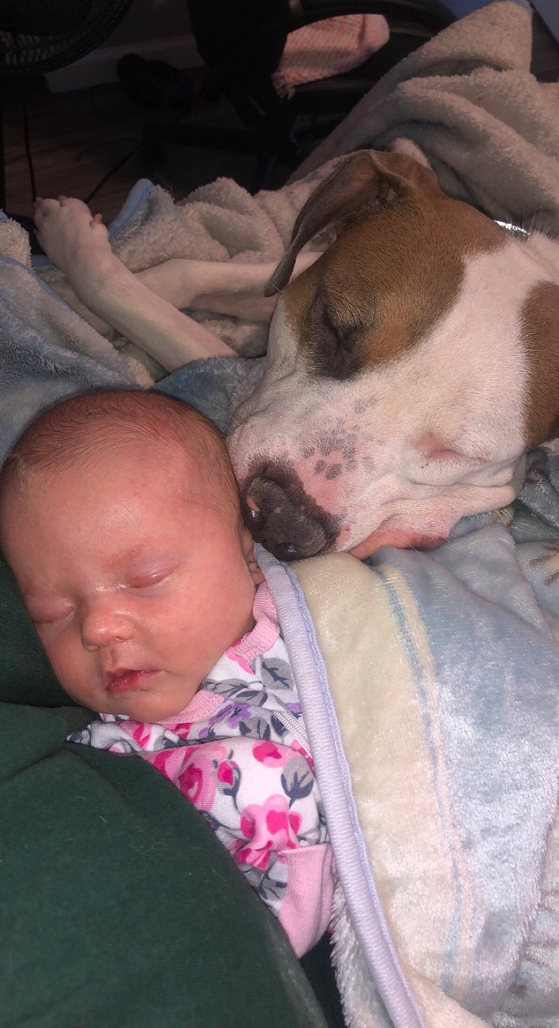 Brayleigh is registered to the contest to win money with this photo: baby, baby_toddler_clothing, canidae, carnivore, comfort, companion_dog, dog, dog_breed, ear, fawn, fur, happy, linens, nap, person, puppy_love, sleep, sporting_group, toddler, whiskers