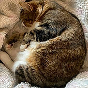 Mariah joined the competition — help win amazing prizes! cat, sleeping_cat, curled_up, blanket, cozy, fur, paw, whiskers, pet, domestic_cat, tabby, white_fur, indoor, nap, soft_texture, bedding, closeup, relaxed, ears, portrait