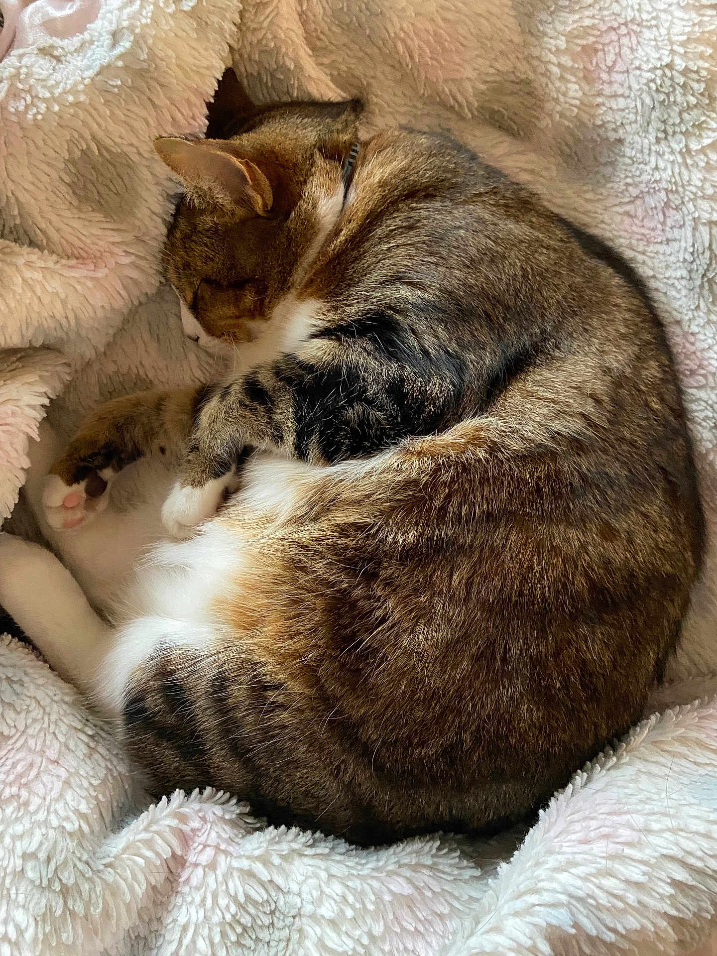 Mariah joined the competition — help win amazing prizes! cat, sleeping_cat, curled_up, blanket, cozy, fur, paw, whiskers, pet, domestic_cat, tabby, white_fur, indoor, nap, soft_texture, bedding, closeup, relaxed, ears, portrait