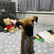 Chief joined the competition — help win amazing prizes! puppy, dog, bed, blanket, plush_toy, teddy_bear, curtains, radiator, indoor, cozy, furniture, soft_toys, animal, pet, young_dog, brown_dog, cute, room, sleeping_area, domestic