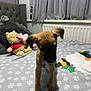 puppy, dog, bed, blanket, plush_toy, teddy_bear, curtains, radiator, indoor, cozy, furniture, soft_toys, animal, pet, young_dog, brown_dog, cute, room, sleeping_area, domestic