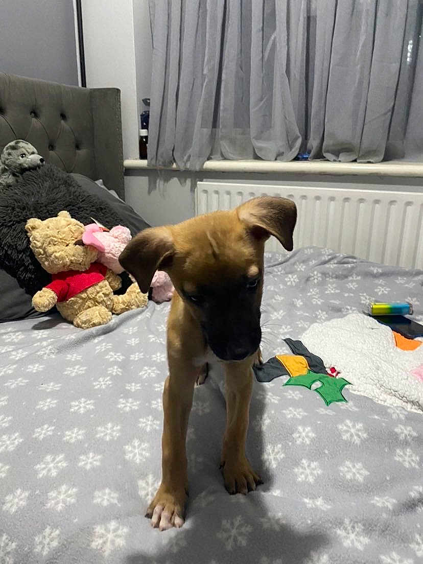 Chief joined the competition — help win amazing prizes! puppy, dog, bed, blanket, plush_toy, teddy_bear, curtains, radiator, indoor, cozy, furniture, soft_toys, animal, pet, young_dog, brown_dog, cute, room, sleeping_area, domestic