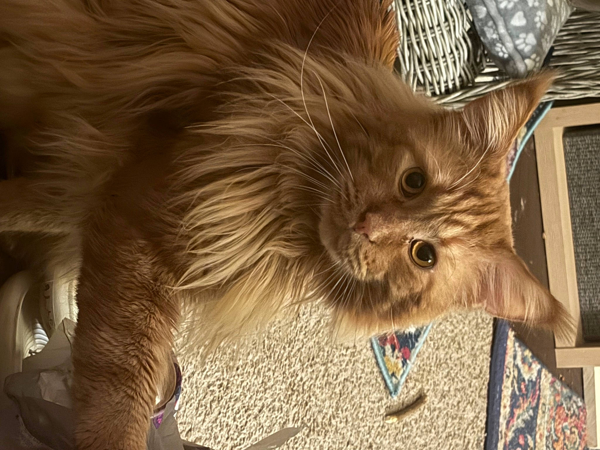 Owsley joined the competition — help win amazing prizes! carnivore, cat, claw, domestic_short_haired_cat, fawn, felidae, fur, paw, photo_caption, small_to_medium_sized_cats, snout, tail, terrestrial_animal, tonkinese, whiskers, wood