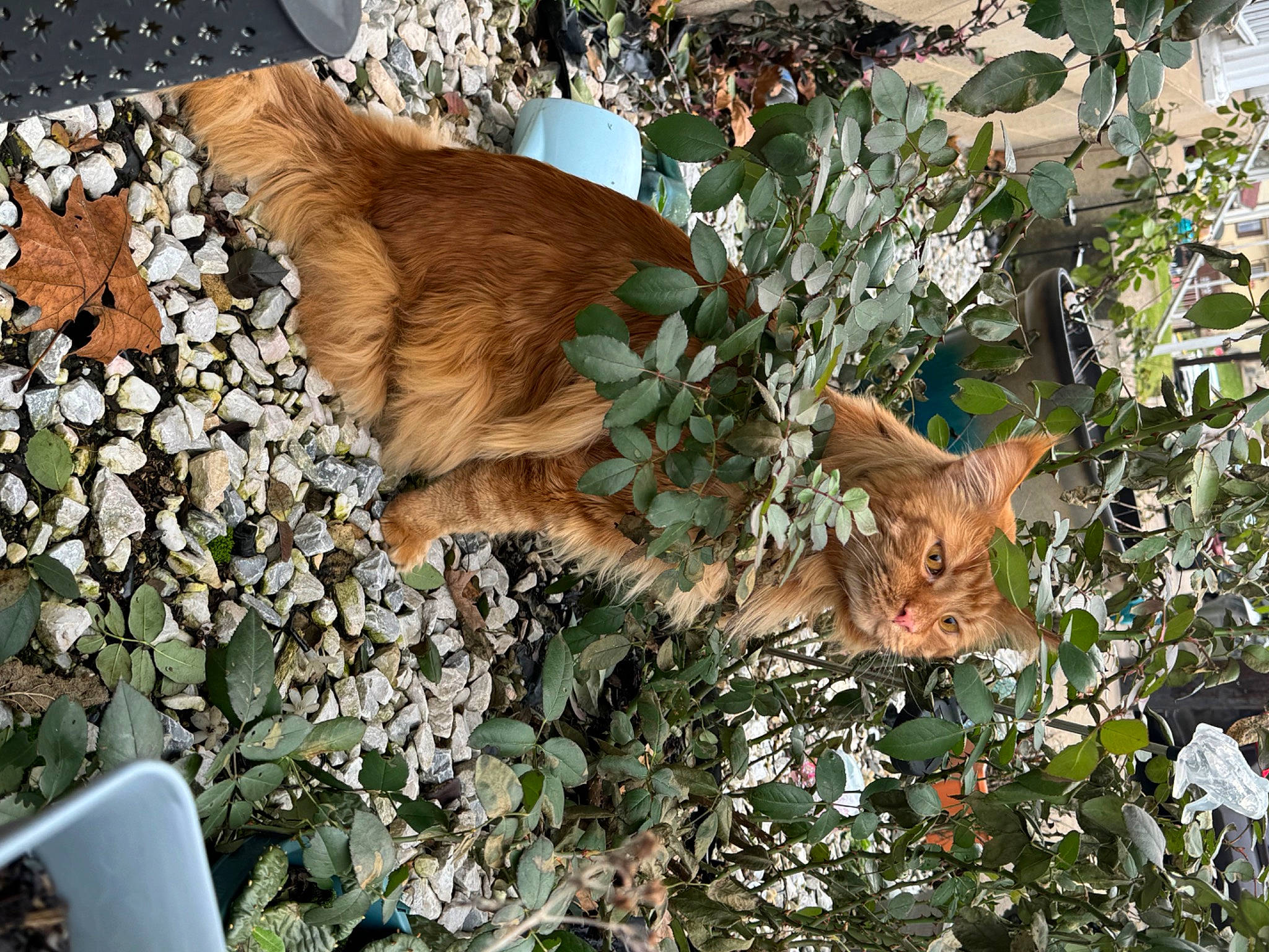 Owsley joined the competition — help win amazing prizes! art, botany, carnivore, cat, deciduous, fawn, felidae, grass, groundcover, mammal, plant, shrub, small_to_medium_sized_cats, tail, tree, trunk, twig, vertebrate, whiskers, wood