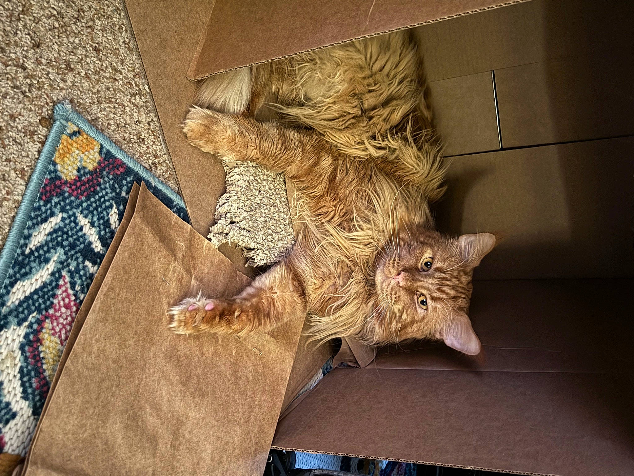 Owsley is registered to the contest to win money with this photo: art, artifact, carnivore, carving, cat, claw, domestic_short_haired_cat, felidae, flooring, fur, linens, metal, motif, pattern, room, small_to_medium_sized_cats, tail, visual_arts, whiskers, wood