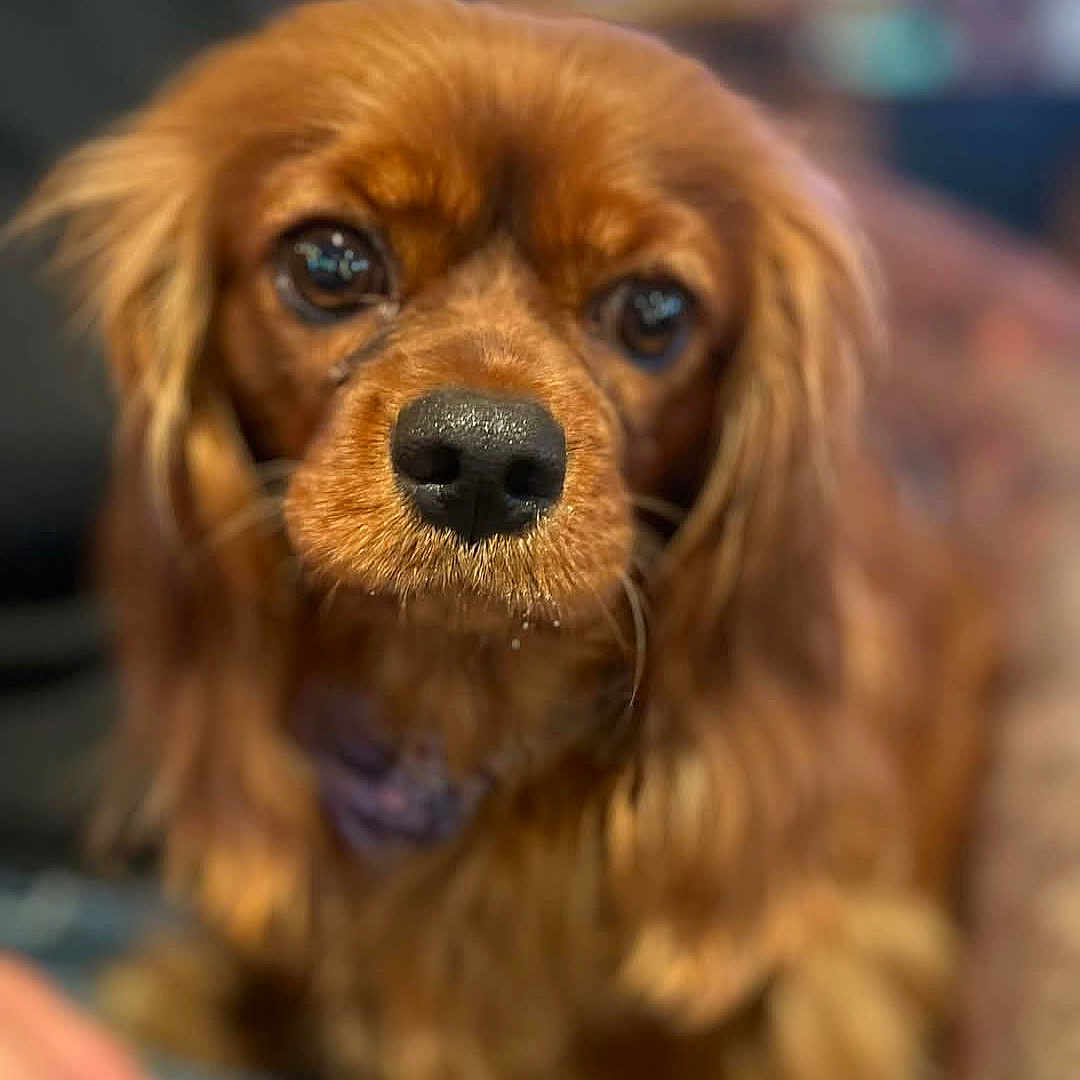 Bella is registered to the contest to win money with this photo: animal, canine, cockerspaniel, dog, papillon, pet, puppy, snout