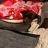 Cami joined the competition — help win amazing prizes! puppy, dog, sleeping, brown_dog, pet, animal, blanket, pink_blanket, red_trim, dog_bed, gray_fabric, cozy, indoors, home, resting, fluffy_rug, portrait, close_up, cute, relaxed