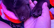 Cami joined the competition — help win amazing prizes! puppy, dog, sleeping, pet, animal, blanket, cozy, hand, paw, brown_fur, indoors, close_up, portrait, cuddling, resting, cute, snuggled, soft_blanket, human_hand, purple_lighting