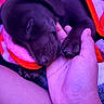 puppy, dog, sleeping, pet, animal, blanket, cozy, hand, paw, brown_fur, indoors, close_up, portrait, cuddling, resting, cute, snuggled, soft_blanket, human_hand, purple_lighting