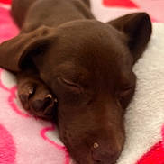 Cami is registered to the contest to win money with this photo: puppy, dog, sleeping, brown, chocolate_brown, cute, small, animal, pet, closed_eyes, lying_down, blanket, pink, hearts, cozy, indoors, portrait, snout, paws, relaxed