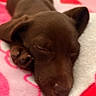 puppy, dog, sleeping, brown, chocolate_brown, cute, small, animal, pet, closed_eyes, lying_down, blanket, pink, hearts, cozy, indoors, portrait, snout, paws, relaxed