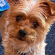 Teddy is registered to the contest to win money with this photo: dog, close_up, brown_fur, curious_expression, pet, canine, collar, indoor, carpet, furry, small_dog, looking_up, animal, domestic_animal, cute, face, ears, whiskers, keychain, toy