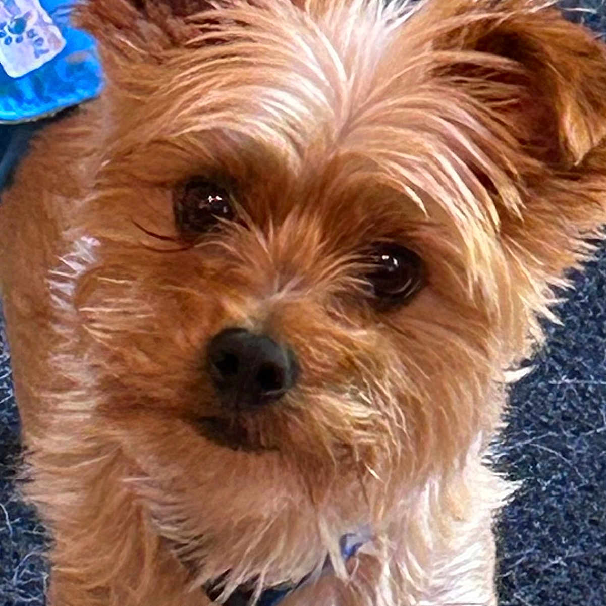 Teddy is registered to the contest to win money with this photo: animal, brown_fur, canine, carpet, close_up, collar, curious_expression, cute, dog, domestic_animal, ears, face, furry, indoor, keychain, looking_up, pet, small_dog, toy, whiskers