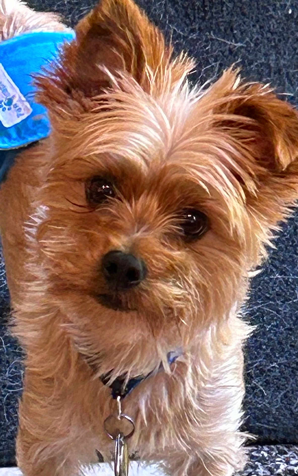 Teddy is registered to the contest to win money with this photo: dog, close_up, brown_fur, curious_expression, pet, canine, collar, indoor, carpet, furry, small_dog, looking_up, animal, domestic_animal, cute, face, ears, whiskers, keychain, toy