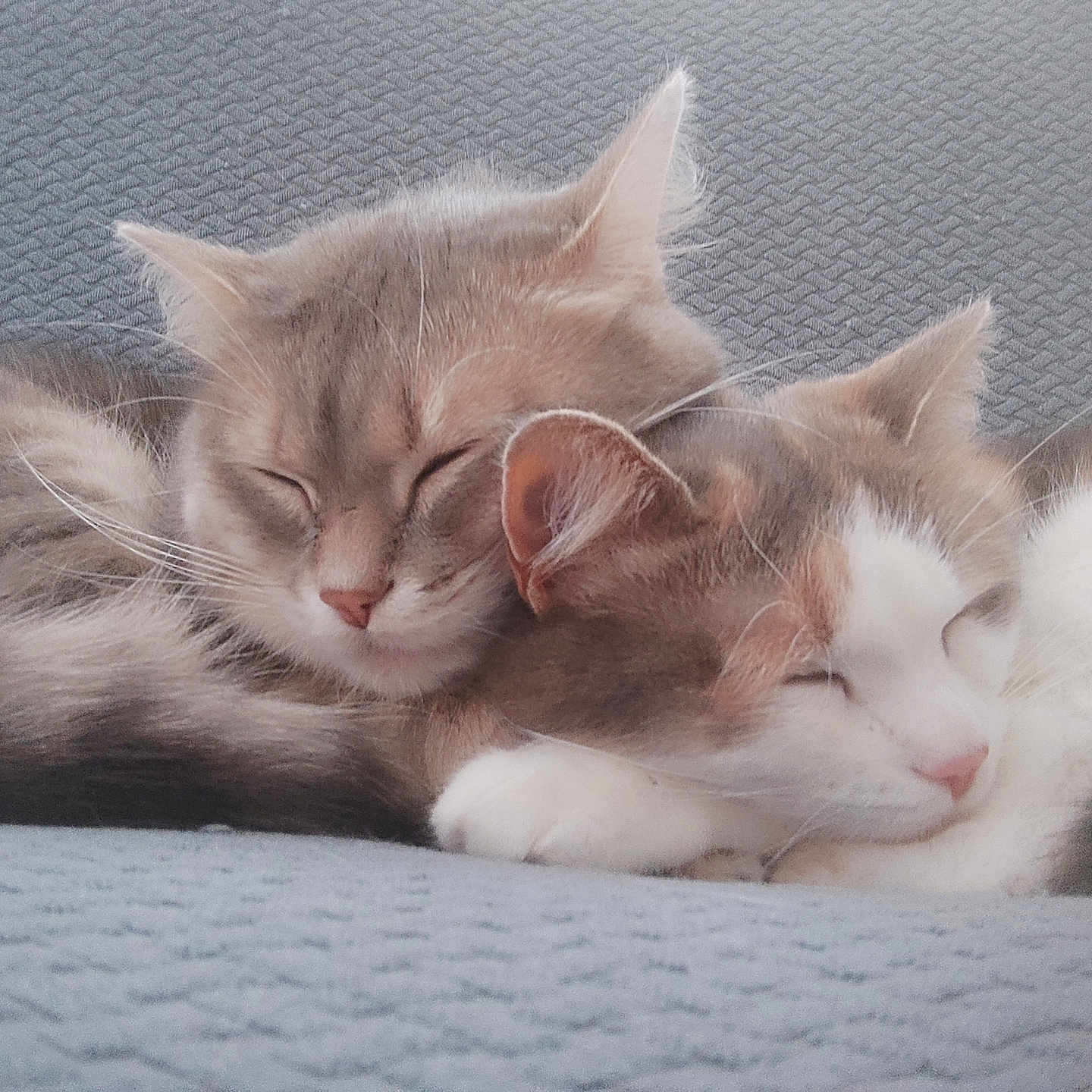 Charly Et Nala a rejoint le concours — aidez-le/la à gagner de superbes lots ! animal, cat, cats, closeup, companion, cozy, cuddle, cute, domestic_cat, feline, fluffy, fur, indoor, pet, relaxation, resting, sleeping, soft, two_animals, whiskers