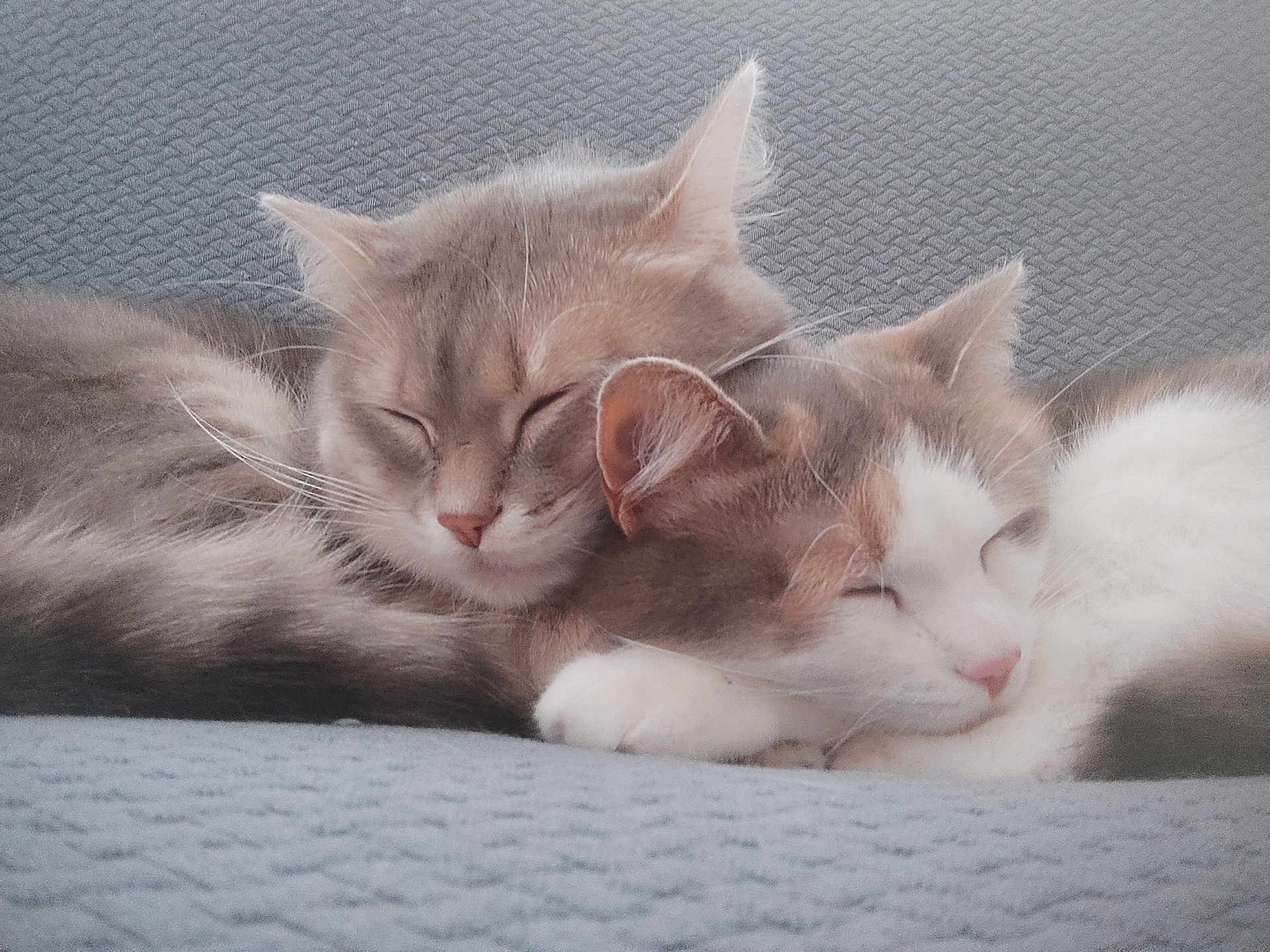 Charly Et Nala a rejoint le concours — aidez-le/la à gagner de superbes lots ! cat, cats, sleeping, cuddle, fluffy, feline, pet, animal, closeup, resting, cute, domestic_cat, fur, whiskers, relaxation, two_animals, companion, indoor, cozy, soft