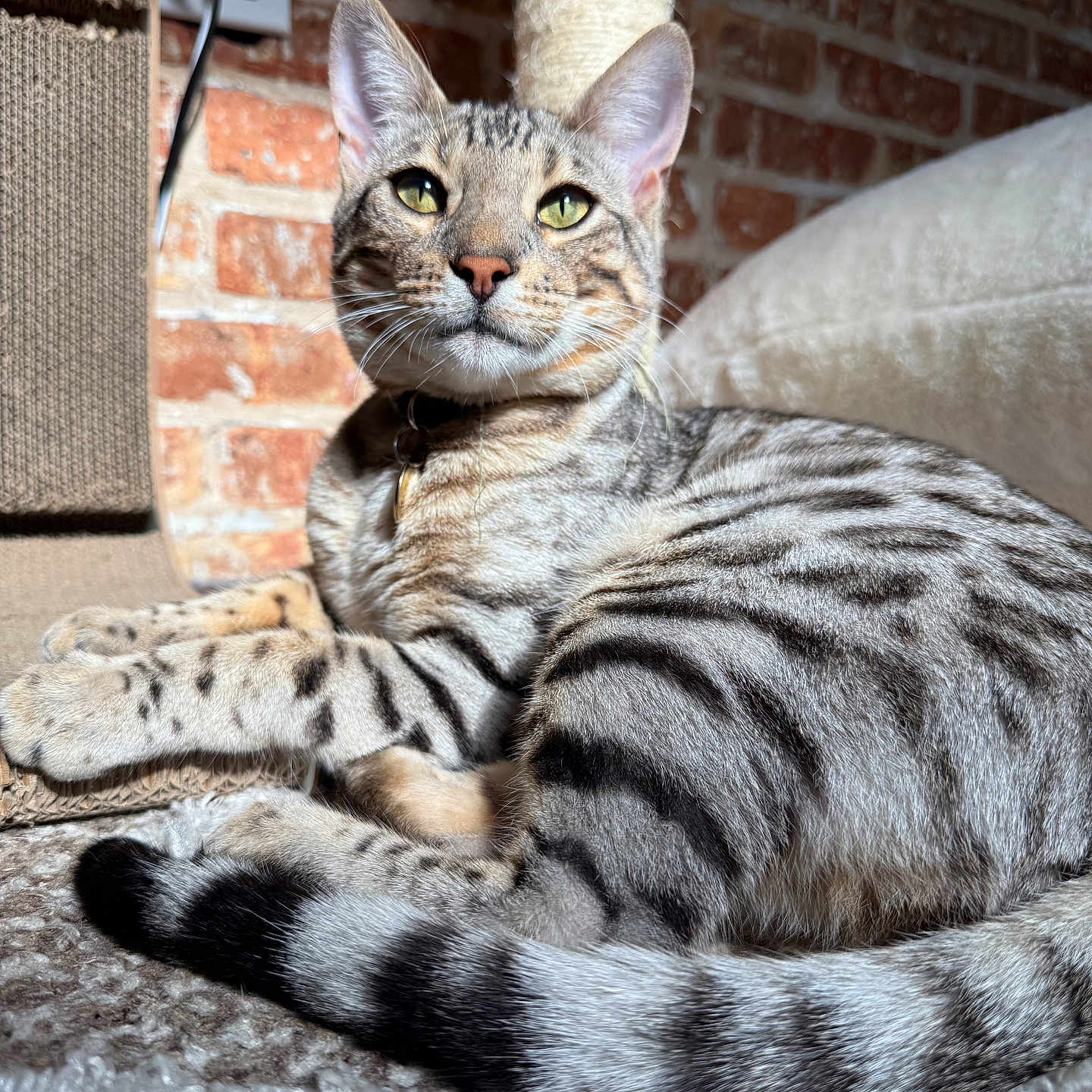 Whiski Moon joined the competition — help win amazing prizes! cat, tabby, spotted, green_eyes, fur, tail, carpet, scratching_post, brick_wall, sunlight, indoor, pet, animal, relaxed, closeup, whiskers, ears, collar, feline, domestic_cat