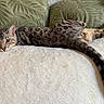 Whiski Moon joined the competition — help win amazing prizes! cat, feline, spotted, lounging, relaxed, indoor, cushion, green, soft_surface, tail, ears, whiskers, striped, resting, domestic_animal, pet, fur, close_up, animal, cute