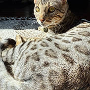Whiski Moon is registered to the contest to win money with this photo: cat, spotted_cat, indoor, sunlight, close_up, fur, whiskers, alert, eyes, tail, relaxed, pet, animal, mammal, domestic_cat, patterned_fur, texture, resting, curious, collar