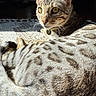 cat, spotted_cat, indoor, sunlight, close_up, fur, whiskers, alert, eyes, tail, relaxed, pet, animal, mammal, domestic_cat, patterned_fur, texture, resting, curious, collar