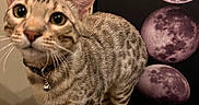 Whiski Moon joined the competition — help win amazing prizes! cat, feline, pet, scratching_post, collar, bell, spotted, curious, animal, indoor, moon_phases, poster, wall_art, close_up, whiskers, ears, paws, tail, fur, portrait