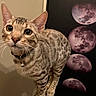 cat, feline, pet, scratching_post, collar, bell, spotted, curious, animal, indoor, moon_phases, poster, wall_art, close_up, whiskers, ears, paws, tail, fur, portrait
