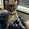 Whiski Moon joined the competition — help win amazing prizes! cat, spotted_cat, indoor, bed, blanket, window, blinds, collar, tag, pet, animal, curious, ears, feline, resting, home, domestic, light, shadow, human_leg