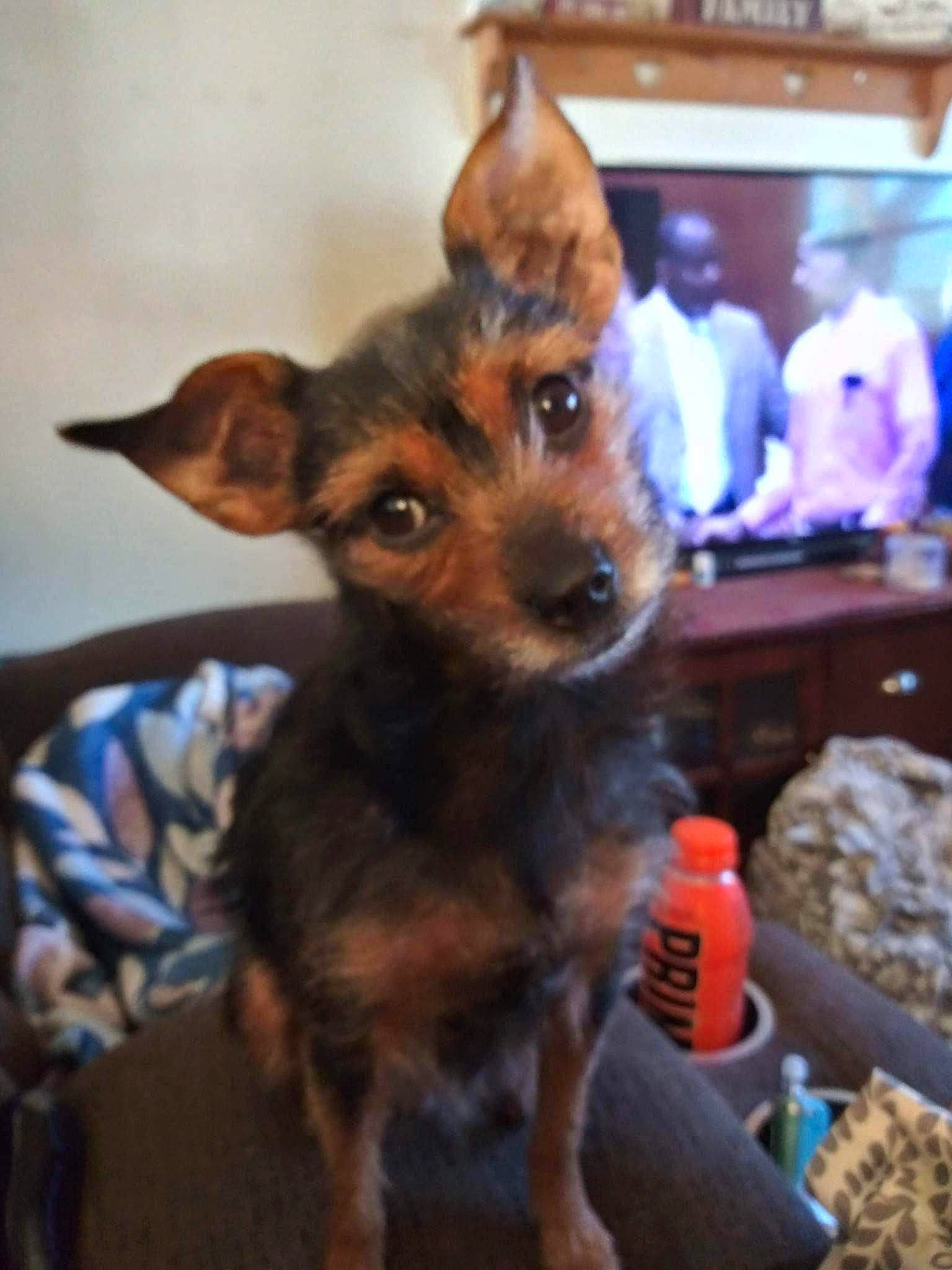 Marlyn joined the competition — help win amazing prizes! canidae, carnivore, chair, companion_dog, dog, dog_breed, dog_supply, ear, fawn, fur, snout, sporting_group, toy_dog, whiskers, working_dog