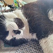 Hercule a rejoint le concours — aidez-le/la à gagner de superbes lots ! cat, sleeping, black_and_white, fur, whiskers, closeup, indoor, cozy, patterned, textile, sunlight, relaxation, pet, animal, nap, cute, soft, home, resting, comfortable