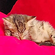 Athena a rejoint le concours — aidez-le/la à gagner de superbes lots ! kitten, cat, sleeping, red_cushion, furry, pet, animal, cozy, resting, tabby, cute, small, indoors, fluffy, paw, whiskers, relaxed, soft, domestic_cat, nap