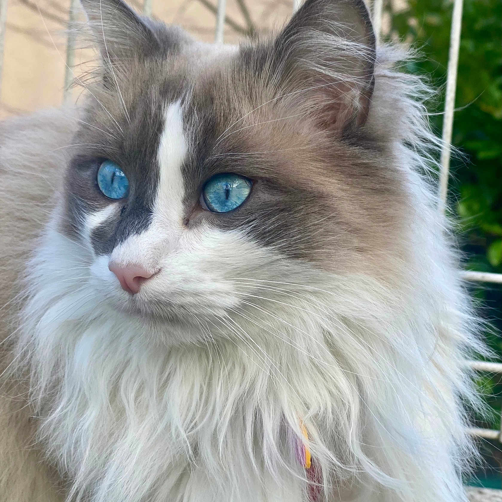 Belasko a rejoint le concours — aidez-le/la à gagner de superbes lots ! animal, beautiful, blue_eyes, calm, cat, close_up, cute, ears, feline, fluffy, fur, long_hair, majestic, nature, nose, outdoor, pet, portrait, soft, whiskers