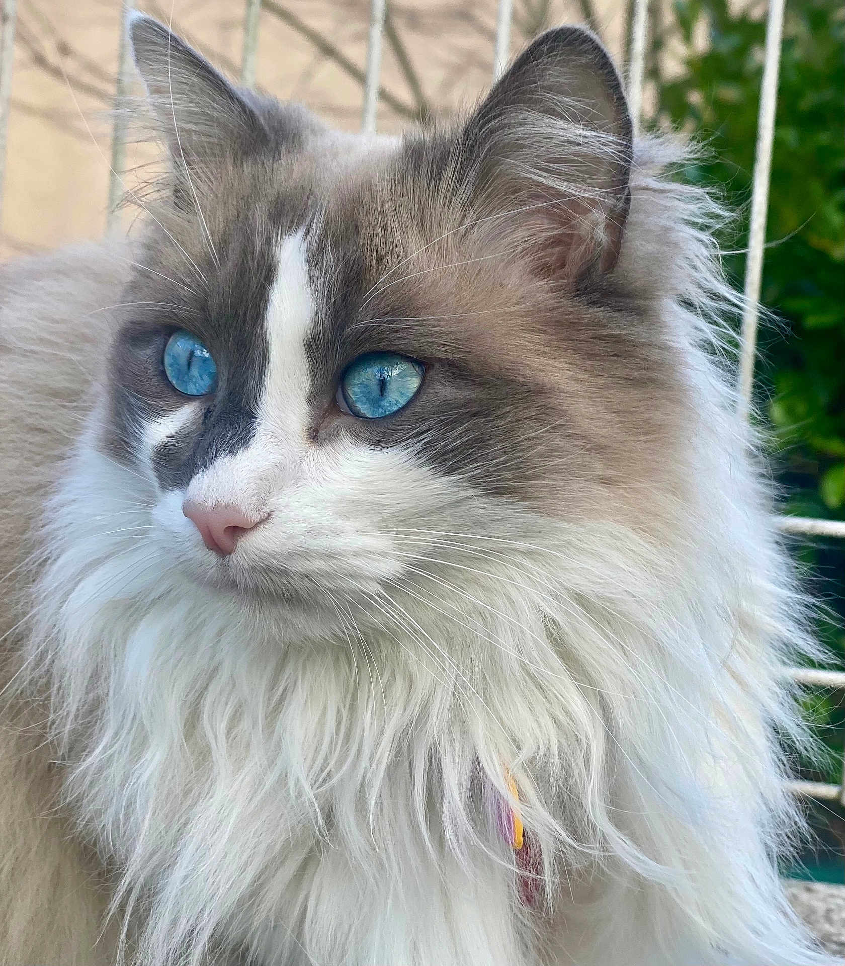 Belasko a rejoint le concours — aidez-le/la à gagner de superbes lots ! animal, beautiful, blue_eyes, calm, cat, close_up, cute, ears, feline, fluffy, fur, long_hair, majestic, nature, nose, outdoor, pet, portrait, soft, whiskers