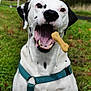 dalmatian, dog, pet, animal, outdoor, grass, greenery, harness, bone, treat, mouth_open, catching, playful, spotted, canine, joyful, closeup, nature, daylight, happy