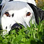 dog, dalmatian, grass, outdoor, pet, close_up, animal, nature, brown_eyes, black_and_white, fur, snout, laying_down, curious, sunlight, greenery, portrait, relaxed, shallow_depth_of_field, daytime