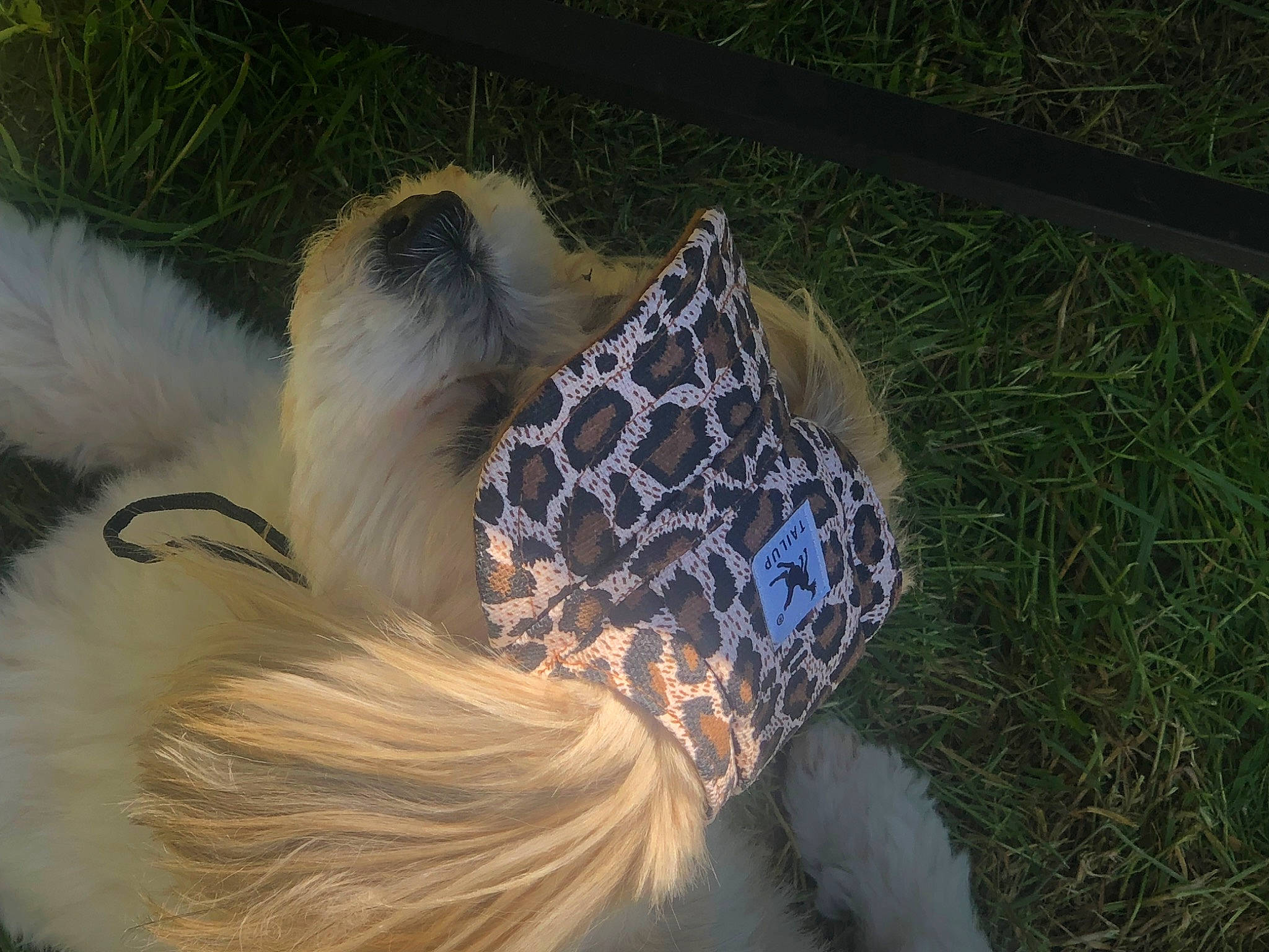 Candy is registered to the contest to win money with this photo: animal_product, beak, electric_blue, fashion_accessory, fawn, feather, felidae, fowl, fur, galliformes, grass, natural_material, pattern, phasianidae, small_to_medium_sized_cats, tail, thread, whiskers, wing, wool