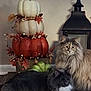 cat, cats, fluffy, long_hair, gray_cat, orange_cat, indoor, pumpkin_decoration, fall, autumn, decor, lantern, rug, wood_floor, home, cozy, relaxed, animal, pet, feline