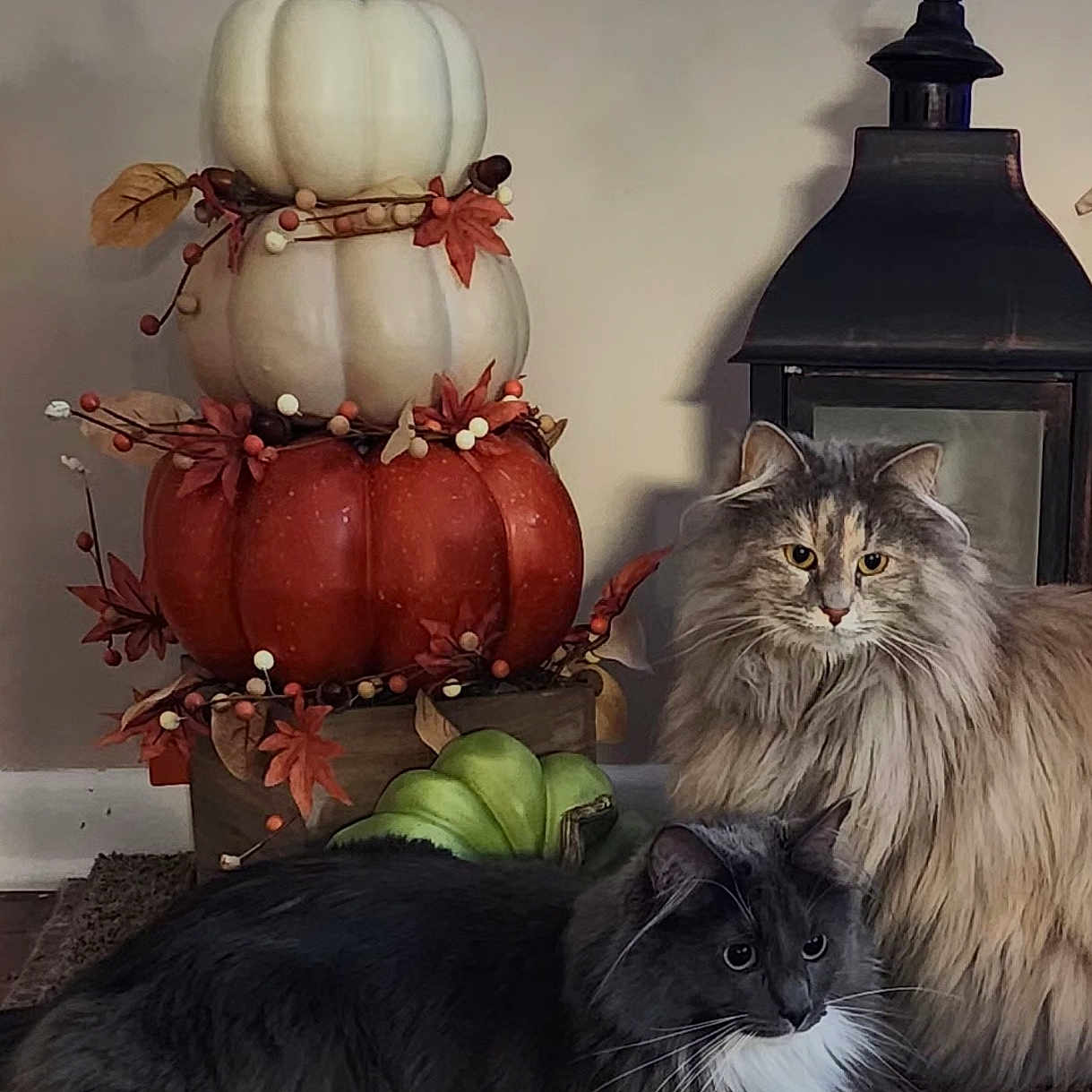 Jackson And Josie is registered to the contest to win money with this photo: animal, autumn, cat, cats, cozy, decor, fall, feline, fluffy, gray_cat, home, indoor, lantern, long_hair, orange_cat, pet, pumpkin_decoration, relaxed, rug, wood_floor