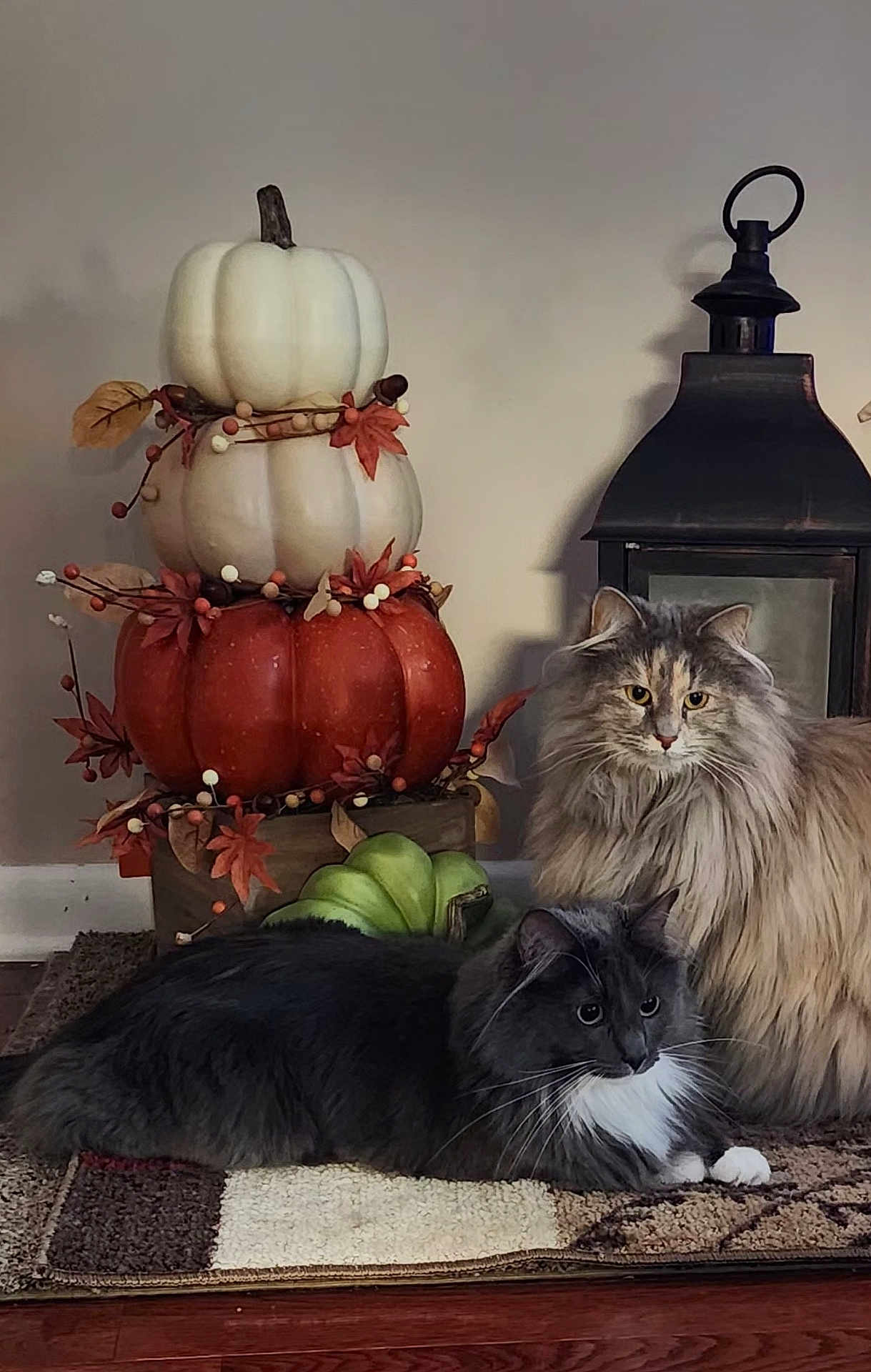 Jackson And Josie is registered to the contest to win money with this photo: cat, cats, fluffy, long_hair, gray_cat, orange_cat, indoor, pumpkin_decoration, fall, autumn, decor, lantern, rug, wood_floor, home, cozy, relaxed, animal, pet, feline