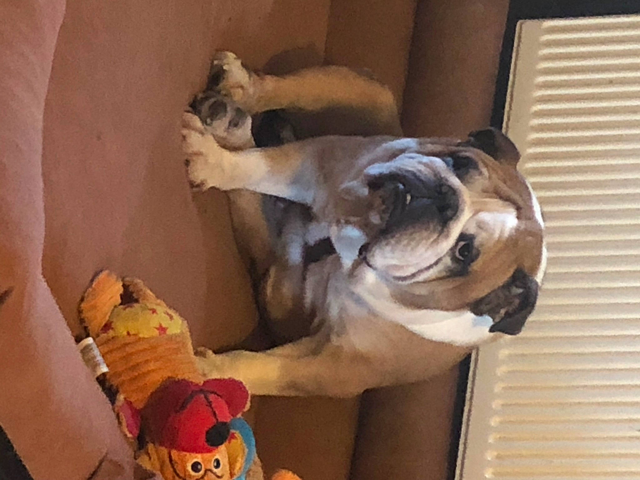 Jojo participe au concours pour gagner de l'argent avec cette photo : art, canidae, carnivore, collar, companion_dog, dog, dog_breed, dog_supply, fawn, felidae, pet_supply, pug, snout, sporting_group, stuffed_toy, tail, toy, wood, working_animal, wrinkle