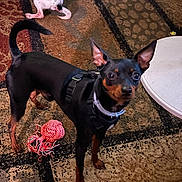 Tiny is registered to the contest to win money with this photo: dog, pet, indoor, carpet, toy, harness, black_dog, tan_markings, small_dog, white_dog, floor, bottle, plastic_bottle, rope_toy, animal, curious, looking, ears_up, household, domestic