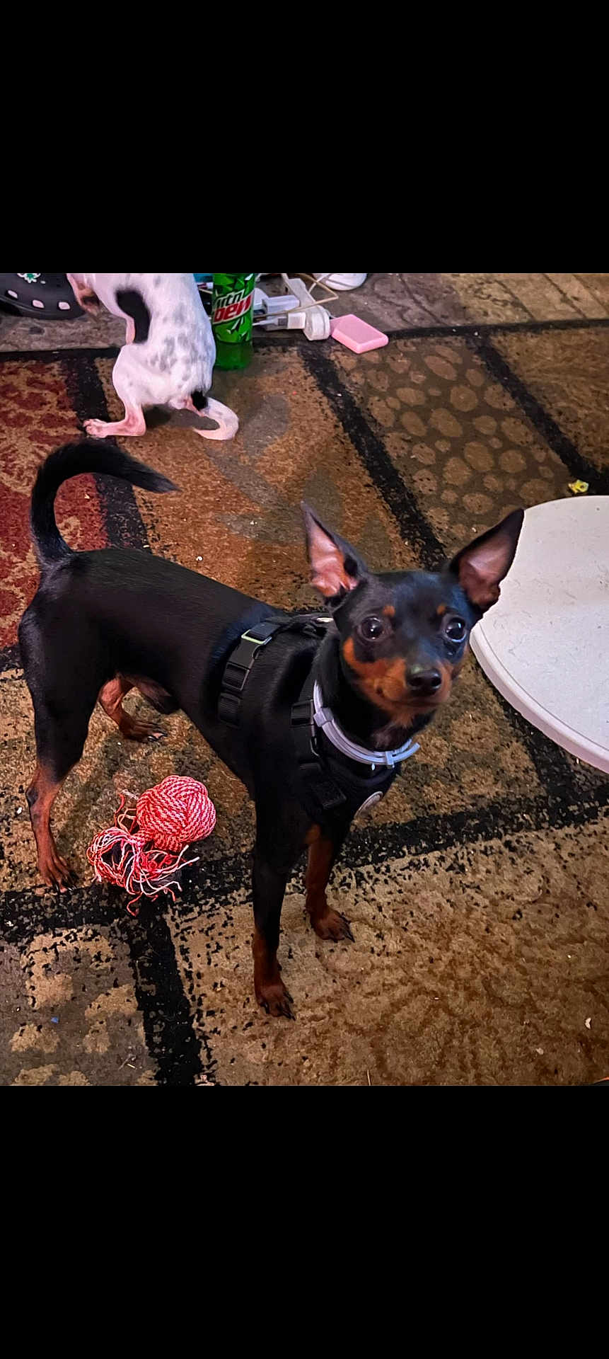 Tiny is registered to the contest to win money with this photo: dog, pet, indoor, carpet, toy, harness, black_dog, tan_markings, small_dog, white_dog, floor, bottle, plastic_bottle, rope_toy, animal, curious, looking, ears_up, household, domestic