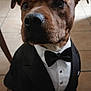 Virgil a rejoint le concours — aidez-le/la à gagner de superbes lots ! dog, tuxedo, bow_tie, pet, animal, portrait, indoor, floor, tile, brown_dog, formal_wear, cute, close_up, sitting, black_jacket, white_shirt, pet_clothing, mammal, domestic_animal, well_dressed