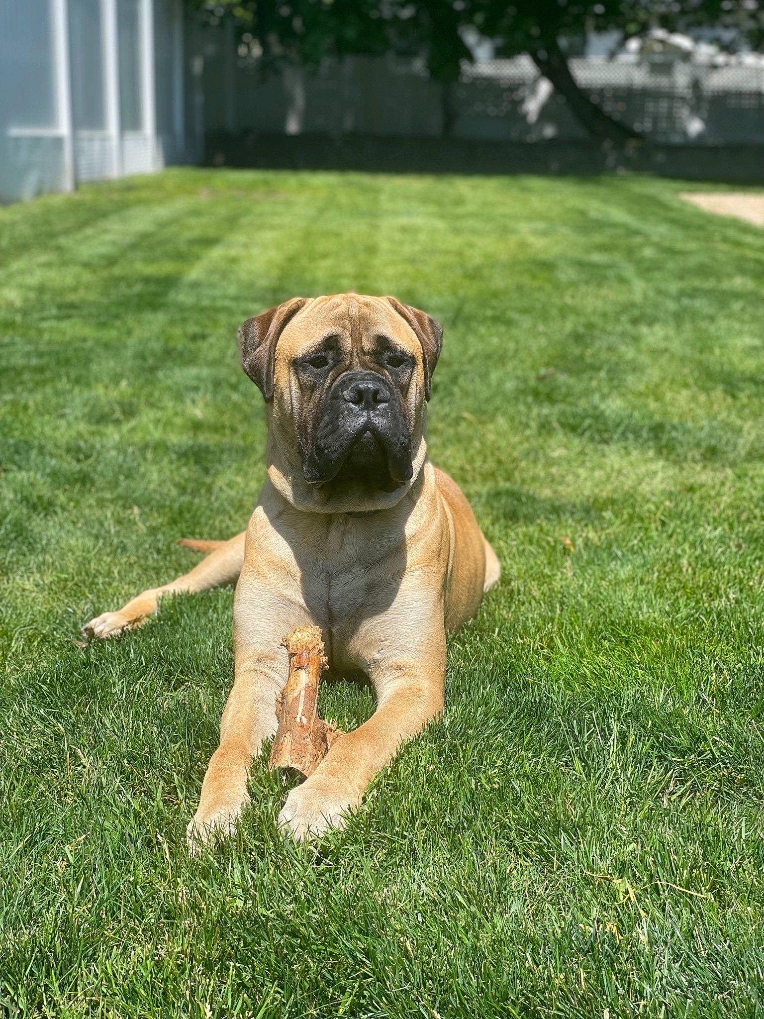 Chief joined the competition — help win amazing prizes! canidae, carnivore, companion_dog, dog, dog_breed, dog_collar, fawn, grass, groundcover, guard_dog, molosser, plant, pug, snout, sporting_group, toy_dog, tree, working_animal, working_dog, wrinkle